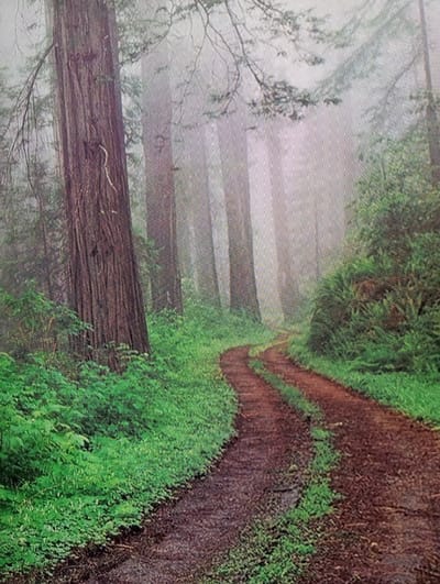 The image depicts a dirt road winding through a foggy forest. Towering trees with rough bark line the left side of the road, their trunks massive and dark. Lush green foliage crowds the edges of the path, with smaller plants and ferns growing densely. The road itself is a rich reddish-brown, appearing damp and compacted. In the distance, more trees are visible, their forms softened by a thick fog that obscures the background and creates a sense of depth and mystery. The overall atmosphere is serene and natural, evoking the feeling of a secluded woodland path. The location of Chachersk, Belarus is not discernible from the image itself.