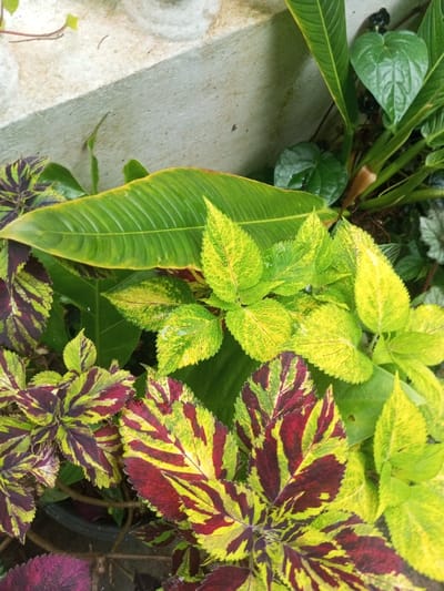 This media file presents a vibrant close-up view of an assortment of green and colorful plants, likely in a garden or outdoor setting. The image is dominated by various types of foliage.
In the foreground and midground, several **Coleus** plants are prominent. One variety displays bright chartreuse to yellow-green leaves with reddish-brown veins and patches, while another features striking variegation of rich burgundy or dark red combined with lime green and yellow patterns, forming bold stripes and splotches across the leaves. A darker, purplish-red leaf is partially visible at the bottom left.
Behind these colorful plants, a large, deeply ribbed **banana leaf** or similar tropical plant leaf is visible, characterized by its prominent central vein and parallel secondary veins. Its surface is a deep green, with some slight yellowing along the edges. To the right, smaller, heart-shaped green leaves, possibly belonging to a Betel pepper vine or similar plant, are nestled amongst other foliage. Further back, hints of lighter green or silver-patterned leaves can be discerned.
The background features a light-colored concrete or stone structure, possibly a wall or steps, running diagonally across the upper left and central portions of the image, providing a neutral backdrop to the lush greenery. The lighting suggests natural daylight, creating a bright and clear view of the plants. There are no people, visible text, or specific activities taking place. The diverse array of foliage, including tropical-looking plants, suggests a warm climate, although Coleus are widely grown as ornamentals.