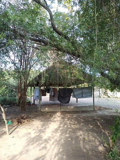 A medium shot captures a rustic, outdoor scene in Midrand, South Africa, featuring a thatched-roof shelter and laundry hanging to dry. The shelter, supported by wooden posts, has a rough, textured roof and an open-air design, allowing natural light to filter through. Hanging from lines within the shelter are various items of clothing, including shirts and what appear to be blankets or sheets, predominantly in muted colors like blue, grey, and black.
In front of the shelter, the ground is a mix of dirt and scattered leaves, with dappled sunlight casting shadows from the overhead foliage. To the left, a bare tree trunk with twisted branches stands prominently, its lower portion obscured by fallen leaves and a small green plastic object. The background reveals more of the lush greenery typical of the Midrand region, with dense foliage and trees forming a natural backdrop. Beyond the shelter, a paved area with a brick pattern is visible, suggesting a pathway or patio, and further back, a metal gate can be seen, hinting at the boundaries of the property. The overall impression is one of a simple, functional outdoor space, likely a residential or communal area, integrated with the natural environment.