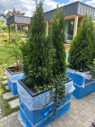Two large planters containing evergreen trees and ivy are wrapped in blue plastic sheeting and bubble wrap, placed on a paved patio area in front of a modern house. The house features grey siding, large windows, and wooden accents. The scene appears to be outdoors, with grass visible in the background and a cloudy sky overhead. The planters are positioned on a grey paver patio, with some grass growing between the pavers. There are no people visible in the image. The plastic wrap on the planters has text printed on it, including "АПМ" and a phone number, "+7 926 702 3108," and a website, "www.almi-fg.ru." The image is taken from a slightly elevated angle, looking down at the planters. The overall impression is one of newly delivered or protected landscaping.