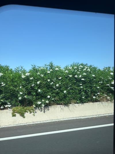 This media file captures a view of a bright blue sky, a dense green bush with white flowers, a concrete pathway, and a dark asphalt road with a white line. The image is oriented vertically, suggesting it may have been taken from a moving vehicle. The sunlight indicates it is daytime, and the clear sky implies fair weather.
The bush, possibly oleander given the context of Santa Eulària des Riu, is in full bloom with numerous small white flowers scattered throughout its lush foliage. Shadows from the bush are cast upon the pathway, further indicating a sunny day. The pathway appears to be a sidewalk or verge bordering the road. The road itself shows signs of wear and a clear white line marking a lane.
The perspective suggests the viewer is looking out from inside a car or bus, with a slightly blurred reflection or edge of a window visible on the left side of the frame. The motion blur present in parts of the image reinforces the idea of movement. No people are visible in the scene, and no text is present. The overall impression is one of a scenic roadside view in a Mediterranean location.