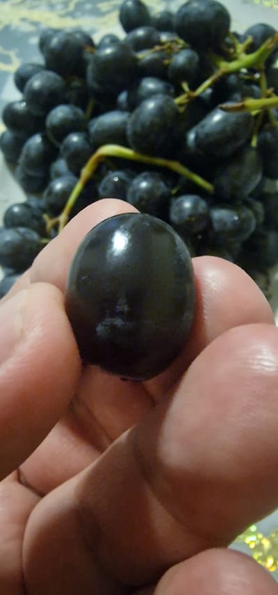 The image shows a close-up of a single, dark purple grape held between a person's fingers. The grape is round and smooth, with a slight sheen reflecting the light. In the blurred background, a cluster of similar grapes is visible, attached to green stems. The setting appears to be indoors, possibly a home, with a patterned surface beneath the grapes. The overall impression is of a fresh harvest or a person selecting a grape to eat. There are no discernible landmarks or elements that would specifically place this image in Khasanbay, Uzbekistan.