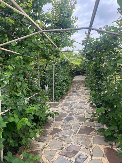 The image depicts a path with a stone surface, flanked by a trellis covered in green plants. The trellis is made of metal poles. The path leads into the distance, with the green plants overhead forming a tunnel-like structure. The sky is visible in the background, with some cloud cover. The location is Miatli, Russia.