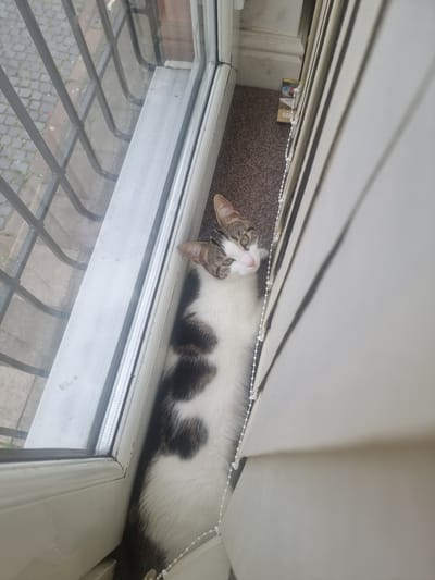 A domestic cat, primarily white with brown and black markings, is lying stretched out on its back on a brown carpet, positioned between an open window and the blinds. The cat's head is turned towards the viewer, with its green eyes open and pink nose visible. Its body extends along the window ledge. Outside the window, there is a view of cobblestone paving and some greenery, with a metal security grille visible across the lower part of the window. The blinds above the cat are tilted open, allowing light to filter through. A beaded pull cord for the blinds is also visible. Some small items, possibly cigarette packets, are tucked between the blinds and the wall. The scene suggests a domestic setting, likely a home, with the cat enjoying a comfortable spot. The lighting indicates it is daytime.