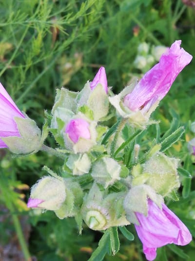 This is a close-up, eye-level shot of a cluster of pink wildflowers, likely in bloom. The flowers are a vibrant magenta pink with delicate, ribbed petals. Some are fully open, while others are still buds enclosed in fuzzy green sepals. The plant has thin, hairy green stems and thin, feathery green leaves. The background is a soft blur of more greenery, suggesting a natural, outdoor setting. There are tiny water droplets visible on some of the sepals, indicating it may have recently rained or that there is dew on the plants. The lighting appears to be natural daylight, with no harsh shadows, suggesting it might be early morning or late afternoon. The focus is sharp on the flowers and their immediate surroundings, creating a shallow depth of field. The image evokes a sense of natural beauty and the delicate details of flora. There is no visible text. The image is tagged with "Новапагосцкі сельскі Савет, Belarus", indicating the geographical location.