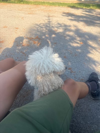 A person wearing olive green shorts and black Fila sneakers with white soles sits on a paved surface. Their legs are bare from the knee down. A small, fluffy white dog, possibly a poodle mix, rests on their lap, its head slightly turned towards the person. The dog has curly, white fur and a black nose.
The scene appears to be outdoors, with dappled sunlight casting shadows of leaves on the ground, suggesting a time of day when the sun is not directly overhead, likely late afternoon or early morning. The ground is a rough, grey asphalt with small flecks of brown and orange. To the left of the paved surface, a strip of green grass is visible.
The overall impression is one of a peaceful, relaxed moment shared between a person and their dog, possibly during a walk or a break outdoors. No specific emotions are clearly discernible from the limited view of the person's body and the dog's face. The location is identified as Bozhurishte, Bulgaria. No text is visible in the image.