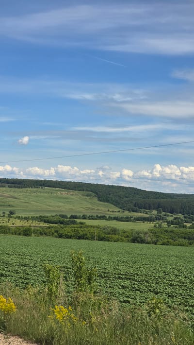 The image depicts a rural landscape on a sunny day. In the foreground, a field of green crops, possibly sunflowers, stretches across the frame. Tall grasses and yellow wildflowers grow along the edge of the field. Beyond this, rolling green hills are dotted with trees, and a dense forest covers the crest of a distant hill. The sky is a vibrant blue, with scattered white clouds and a faint contrail from an airplane. A few power lines are visible stretching across the sky. The scene is serene and natural, characteristic of the countryside in Derevnya Yekaterinovka, Russia. There are no people or animals visible in the image.