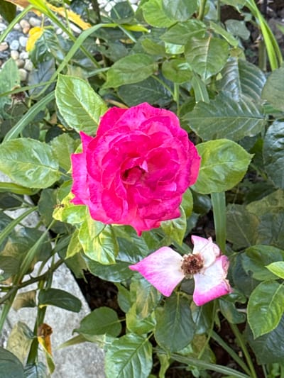 In Slavyani, Bulgaria, a close-up shot captures a vibrant pink rose in full bloom, its petals tightly packed and exuding a rich color. To the lower right, a wilting pink and white rose contrasts with the fresh bloom, its petals curled and browning at the center. Surrounding the flowers are lush green leaves, some showing slight yellowing, indicating the changing season. The background reveals a mix of dark soil and greyish gravel, with a sliver of bright green grass and a hint of a concrete structure. The lighting suggests it is daytime, possibly late morning or early afternoon, casting soft shadows on the foliage.
