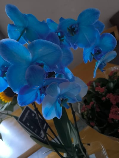 The image shows a close-up of several vibrant blue orchid flowers, specifically Phalaenopsis, with a hint of a yellow sunflower and red flowers in the background. The orchids are the primary focus, displaying delicate petals with subtle variations in blue shading. A plant tag, partially visible, reads "PHALAENOPSIS". The background suggests an indoor setting with a wooden surface. The overall lighting is somewhat dim, with light illuminating the orchids from above, creating soft shadows. No people are present in the image, and no specific location in Uithoorn, Netherlands can be determined from the visual information provided.