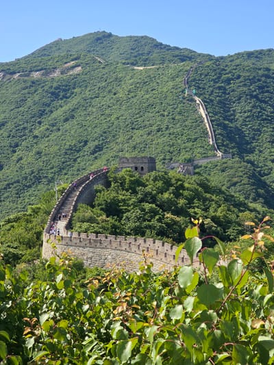 The image depicts a section of the Great Wall of China, likely located in the Huairou District, China, a region known for its well-preserved and scenic portions of the wall. The Great Wall snakes along the crest of a densely forested, green mountain range under a clear blue sky. The wall itself is constructed of stone and brick, featuring crenellated battlements and watchtowers. Several watchtowers are visible, one prominently in the mid-ground, with smaller ones further in the distance. A steep, winding section of the wall is clearly visible ascending the mountain, with tourists walking along its path. In the foreground, lush green foliage with reddish stems partially obscures the view, suggesting the image was taken from a lower vantage point, perhaps another part of the wall or a nearby hill. The scene captures a sunny day with good visibility, showcasing the grandeur of the ancient structure against a natural backdrop.