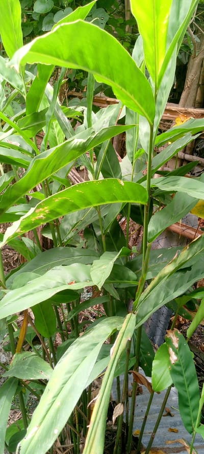The image depicts a close-up view of green, leafy plants in Uleemeuria, Indonesia. The foliage is lush, with long, lance-shaped leaves that are vibrant green, some showing slight yellowing or brown spots indicating natural aging or minor damage. The plants appear to be growing outdoors, with evidence of natural light illuminating the leaves, creating a play of light and shadow. In the background, there are hints of other vegetation and what appears to be wooden fencing or debris, suggesting a garden or a wilder, less manicured area. The overall impression is one of natural growth and the presence of plant life in a tropical or subtropical environment.