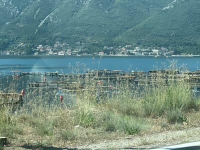 The image shows a coastal scene with a body of water in the foreground, possibly a bay or gulf, with fish farming cages visible. In the background, a hillside is covered with lush green vegetation, and dotted along the hillside are several buildings with red-tiled roofs, characteristic of Mediterranean architecture. The buildings appear to be part of a small settlement or village. The water is a deep blue, reflecting the clear sky. The foreground is partially obscured by tall, dry grass and other vegetation, suggesting a natural, undeveloped shoreline. The overall impression is one of a peaceful, rural coastal landscape, likely in a region known for its aquaculture and scenic beauty. The village and the water are consistent with locations along the Bay of Kotor, including Donji Orahovac, Montenegro, which is known for its natural beauty and coastal settlements.