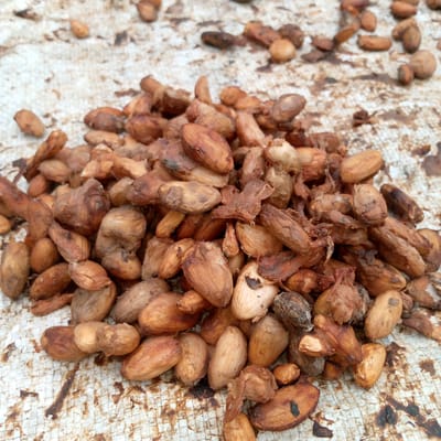In Meunasahblang, Indonesia, a pile of dried cocoa beans rests on a rough, woven white surface. The beans are predominantly a reddish-brown hue, with some appearing lighter, almost beige, and others darker, suggesting varying stages of drying or fermentation. They are uneven in shape and size, some smooth and oval, others shriveled and elongated, with a few showing remnants of their outer husks. The surface beneath them is stained with darker brown and black patches, indicating the presence of residual cocoa matter or moisture. The scene is captured from a slightly elevated, close-up perspective, focusing on the texture and details of the beans and the material they are spread upon. The overall impression is one of agricultural processing, likely related to the harvesting and preparation of cocoa for market.