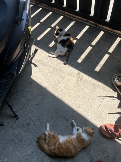 The image shows an outdoor scene in Dayeuhkolot, Indonesia, with two cats lying on a concrete surface dappled with shadows from a nearby structure. One cat is calico and lies near the edge of the shadowed area, close to a parked black scooter. The other cat is orange and white and lies in a sunlit area closer to a pair of brown sandals and a plant pot. The area appears to be a patio or courtyard.