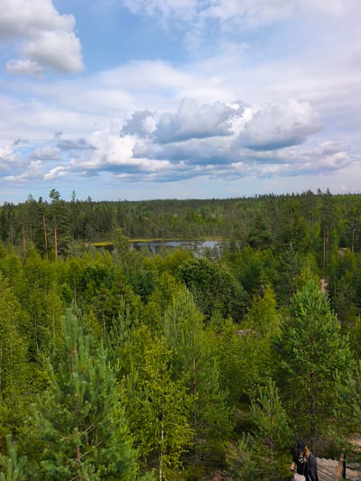 The image depicts a dense forest landscape with a body of water visible in the distance. The foreground is dominated by various species of green trees, including pines and deciduous trees, with a few scattered mature pines. A person wearing a black cap and jacket is descending a wooden staircase on the right side of the image. The environment is characteristic of a forest with a lake or pond, suggesting a natural reserve or park area. The sky is partially cloudy with scattered white and grey clouds. The general impression is a serene natural setting, likely in a rural or wilderness area rather than within a city. The location is identified as being in the city of Peski, Russia, which aligns with the visual characteristics of a forested, natural environment.