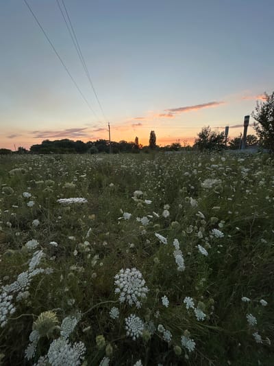 A field of Queen Anne's Lace flowers is in bloom under a dusky sky. The sun is setting, casting an orange glow across the horizon. In the background, a line of trees separates the field from a road and some buildings. Power lines stretch across the sky, supported by a utility pole. The scene is peaceful and idyllic, suggesting a quiet rural setting. The flowers are white and delicate, contrasting with the darker green foliage. The overall impression is one of natural beauty and serenity. This image is located in the city of Dzherokay, Russia.