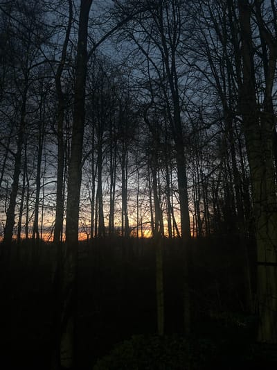 The image depicts a dense forest at dusk or dawn, viewed from a low angle looking upward. The location is implied to be in or near Il'inskaya Polyana, Russia. Silhouetted tree trunks and bare branches dominate the foreground and middle ground, creating a skeletal framework against the sky. The sky shows gradients of grey, white, and orange, indicating either a sunset or sunrise. Light is partially obscured by the density of the trees. The overall impression is one of a dark and atmospheric woodland. There are no people visible. Vegetation appears to be minimal besides the trees.