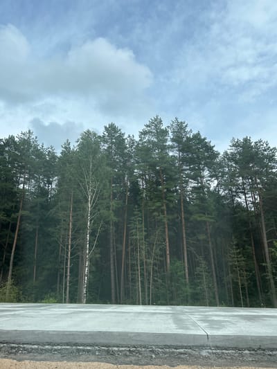 An overcast sky looms above a dense forest of tall pine trees and a single slender birch tree with white bark. In the foreground, a flat, grey concrete surface with a central seam stretches horizontally across the frame. The concrete appears to be part of a road or pathway, with rougher, dark grey material with visible gravel beneath it at the very bottom edge. The scene is likely a roadside view in the Плешчаніцкі сельскі Савет region of Belarus.