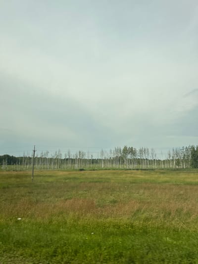 The image captures a landscape scene on a cloudy day, likely in the vicinity of Перабродскі сельскі Савет, Belarus. The foreground consists of a grassy field, with sections of green and brownish-yellow grass. In the middle ground, a row of slender, light-barked trees, possibly birch trees, stands against a backdrop of darker, denser foliage. A solitary wooden utility pole with wires is visible to the left of the trees. The sky is overcast, with a pale, diffused light. The overall impression is one of rural tranquility.