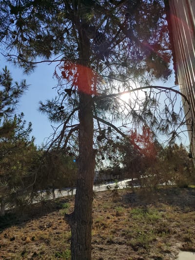 This media file depicts an outdoor scene dominated by a pine tree in the foreground, its branches silhouetted against a bright blue sky. The sun is shining through the branches, creating a lens flare and casting dappled sunlight on the ground. Several pine cones are visible on the tree. Behind the pine tree, more coniferous trees form a dense line. The ground is covered with dry grass and some patches of green vegetation. A white structure with vertical lines, possibly a building or fence, is visible on the right side of the image. The overall impression is that of a sunny day in a park or natural area, likely in a warm climate. The time of day appears to be late morning or early afternoon, given the angle of the sun. There is no visible text in the image.