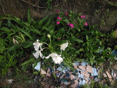 The image displays an overgrown outdoor scene, likely a garden bed or verge, against a textured, dark gray wall. In the center, a cluster of approximately five white flowers, consistent with a species of lily or spider lily, are in full bloom, featuring distinct white petals and prominent stamens. One unopened bud is visible above, and a single wilted, light brown flower or bud lies to the left. These flowers are surrounded by numerous long, sword-shaped green leaves. To the upper right, a patch of vibrant pink flowers, resembling Impatiens, is visible against the wall. The lower foreground is covered with scattered fragments of broken ceramic tiles, primarily light blue and beige, intermingled with soil, smaller debris, and various green foliage. The dark wall in the background exhibits a rough texture. The image does not contain any discernible architectural features, landmarks, or contextual elements that would allow for specific geographical identification within the city of Røros, Norway. No people are present.