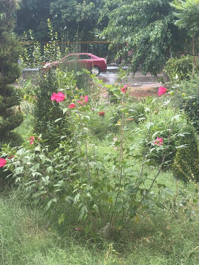 A red sedan is parked on a wet street in front of a lush garden in the city of Yangiiul, Uzbekistan. The garden is filled with greenery, including various shrubs and tall plants with large, vibrant pink hibiscus flowers in bloom. The foliage is dense, and the ground is covered in grass. The street appears to have been recently rained on, with puddles visible. In the background, more trees and a metal fence can be seen.