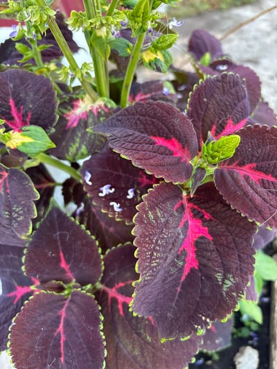 This is a close-up, high-angle, outdoor shot of a potted coleus plant. The plant has large, dark burgundy leaves with bright pink and green variegation along the veins and edges. The leaves have serrated edges and are textured. Some new, bright green leaves are emerging from the center of the plant. In the background, a few small, delicate white and purple flowers with wispy stamens are visible. The environment appears to be an urban setting, possibly a balcony or patio, as suggested by the presence of a pot and what seems to be a concrete or paved surface in the background. No people or animals are present in the image. The lighting is natural, indicating it is daytime. The provided location of "Leyptsig, Russia" is not ascertainable from the visual information in the image.
