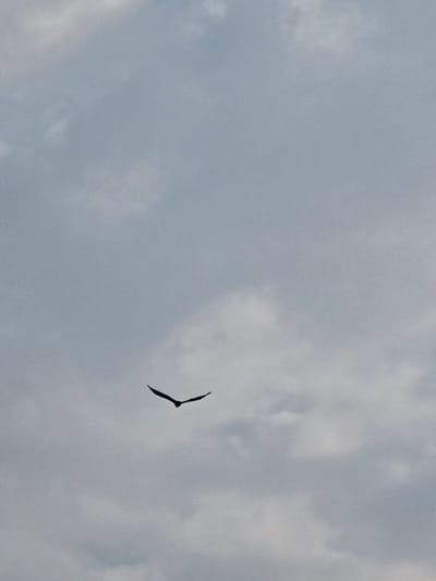A solitary bird with outstretched wings is silhouetted against a cloudy sky. The bird is positioned in the lower center of the frame, with its wings spread wide in a V-shape. The sky is filled with diffused light, indicating an overcast day. The background consists of various shades of gray and white clouds, creating a textured, atmospheric backdrop. No other objects or figures are visible in the image, and there is no indication of the location being Ермолаевский Затон, Russia.