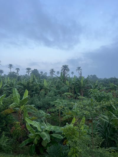 The image shows a hillside covered in dense tropical vegetation, including banana trees and palm trees. The sky is overcast and hazy, suggesting a humid or rainy day. The location is likely in a rural or semi-rural area.