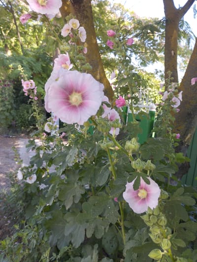 A close-up shot captures several pink and white hollyhock flowers in bloom. The flowers, with their distinctive ruffled petals and dark pink centers, are the main subjects, with some appearing fully open and others in bud. They are growing on tall, green stalks amidst large, lobed green leaves. The background shows out-of-focus elements of a tree with textured bark, dense green foliage, and a hint of a wooden fence. The overall scene suggests an outdoor garden setting, possibly in a residential area of Vasylivka, Ukraine, given the context. No people or animals are visible in the image.
