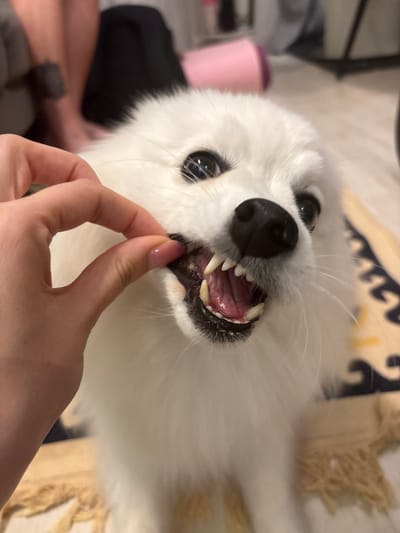 The image shows a close-up of a white Pomeranian dog with its mouth open, revealing sharp teeth. A person's hand is visible, gently pulling back the dog's lip. The dog is positioned in the foreground, looking towards the camera with bright eyes. In the background, out of focus, are what appear to be human legs and a pink object. The setting appears to be indoors, possibly a living room, with a patterned rug beneath the dog. There is no information in the image to suggest the location is Dachnoe, Russia.