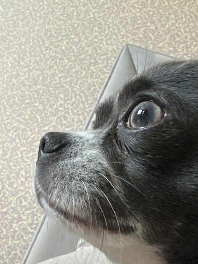 The image is a close-up, eye-level shot of a black and gray dog's face, looking upwards and to the left. The dog's fur is short and appears slightly coarse, with patches of graying around its muzzle and snout. Its large, dark eye is prominent, reflecting light from an unseen source. The dog's black nose is textured and wet. The background is a light-colored textured wall. The scene is indoors, on what appears to be a couch or cushion. The location of Новинки, Russia is not discernible from the image.