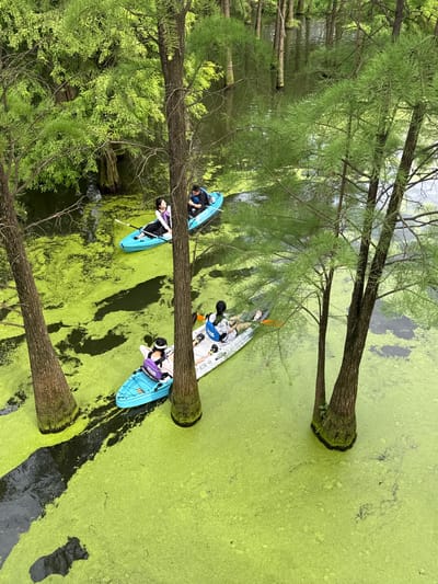 This aerial, eye-level shot captures three kayaks on a body of water covered in bright green algae in Lin'an District, China. The water is surrounded by cypress trees with slender, feathery foliage, some of which extend out over the water. Two kayaks are visible in the foreground, one bright blue and the other white. The blue kayak contains two individuals, a woman in a white top and purple backpack, and a second person whose head is partially obscured. The white kayak, positioned behind the blue one and slightly to the right, has two individuals: one with dark hair and wearing a white shirt, and another whose head and shoulders are visible. In the background, a third blue kayak is visible with two occupants, a man in a black shirt and a woman in a white top with a purple sash. The water's surface is predominantly covered by a thick layer of green algae, with patches of dark, open water visible. The image is taken from a high vantage point, looking down at the scene.
