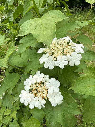 A close-up, eye-level, outdoor, natural light, full shot features two clusters of white snowball bush flowers amidst lush green foliage. The flowers are in bloom, with delicate white petals surrounding a central cluster of tiny, light-colored florets. The leaves of the plant are large, veined, and a vibrant green, creating a dense backdrop for the flowers. The background is blurred, suggesting a shallow depth of field, with hints of dry grass and other green vegetation visible. There are no people or man-made objects present in the scene. The image appears to be taken in a natural setting, likely a garden or park, in Старая Ясачная (усольский, Russia.