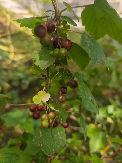 The image shows a close-up view of a branch with ripening berries and green leaves. The berries are small and round, with a mix of green and dark red colors, indicating they are in various stages of ripening. The leaves are broad and serrated, with a few showing some white speckling. The background is blurred, suggesting an outdoor environment with soft, natural lighting. There are no people or animals visible in the image, and no specific architectural features are identifiable that would pinpoint a location within Хлевино, Russia. The scene is a simple botanical observation of a berry-producing plant.