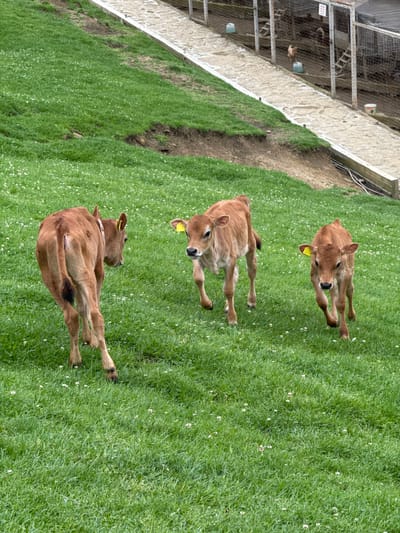 The image depicts three brown calves in a grassy area, likely a field or pasture. Each calf has a yellow ear tag. The grass is green with small white flowers scattered throughout. In the upper left corner, there is a wire mesh enclosure, appearing to be a poultry or livestock pen. The enclosure has concrete or stone sides. There is no indication of this location being in the city of Progress, Russia.