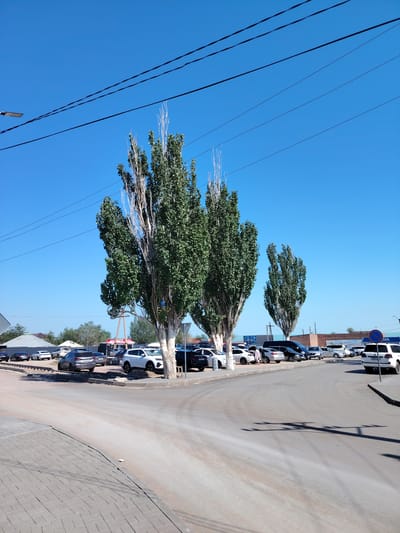 The image depicts a street scene in Toranghylyk, Kazakhstan, on a clear, sunny day. The foreground shows a paved area with a brick pattern on the left, leading to a dirt road that curves into the middle ground. Several cars are parked on the right side of the road, forming a parking lot. Prominent in the middle ground are three tall, slender trees with green foliage and white-barked trunks. Behind the trees, a line of more cars is visible, along with various buildings and structures, including what appears to be a brick building and a white domed structure. A street sign with a blue circle and a red slash is visible on the far right, indicating a prohibition. Power lines are strung across the upper portion of the image, and a street light is mounted on a pole on the left side. The sky is a vibrant blue. There are no visible people in the image.