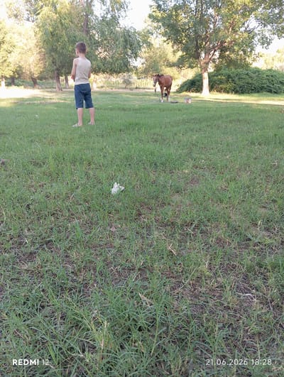In Bekabad, Uzbekistan, a young boy stands in a grassy field facing away from the camera, wearing a light-colored sleeveless shirt and dark shorts. In the background, a brown horse is tethered to a post, standing near a small wooden structure. The environment appears to be a park or rural area with several trees and dense foliage. The lighting suggests it is daytime.