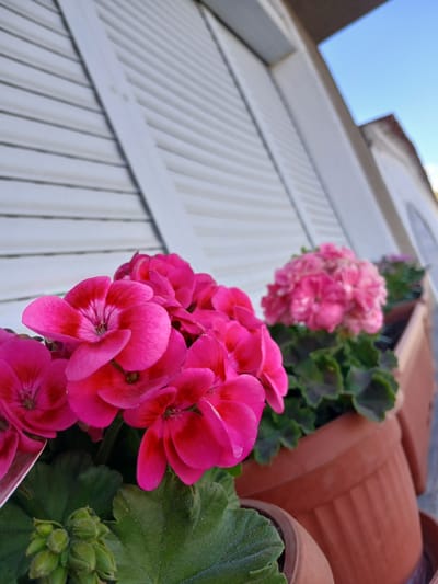 The image shows a close-up view of a row of terracotta flower pots with pink and reddish-pink geraniums in bloom. Green leaves are visible among the flowers and around the pots. The flowers and pots are positioned against a white shuttered wall. In the upper left corner, a small patch of blue sky is visible. The image appears to be taken from a low angle, looking upwards. The location is Karnalovo, Bulgaria.