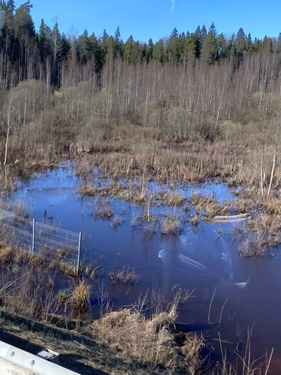 The image shows a flooded area, possibly a swamp or a river overflowed, located near a forest. The trees are a mix of deciduous (likely birch or similar) and coniferous. A metal fence is partially submerged in the water. The sky is blue, suggesting a sunny day. The location appears to be in a rural or semi-rural environment, consistent with the surroundings of Karavaevo, Russia. There are no people visible in the image.