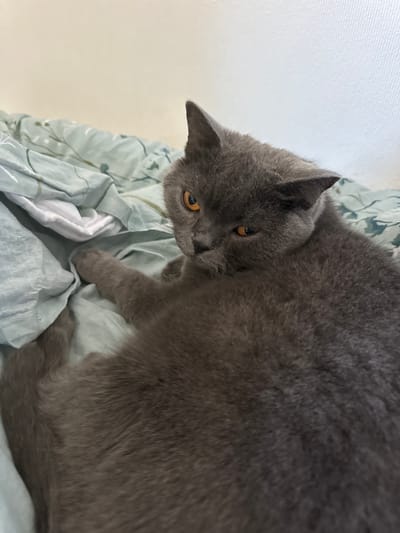 A grey British Shorthair cat with orange eyes is lying on a bed with light blue bedding that has a subtle green floral pattern. The cat is facing towards the camera and looking slightly to its left. Its left paw is extended forward, resting on the bedding. The background is a plain off-white wall. The location is a bedroom in Le Brassus, Switzerland.
