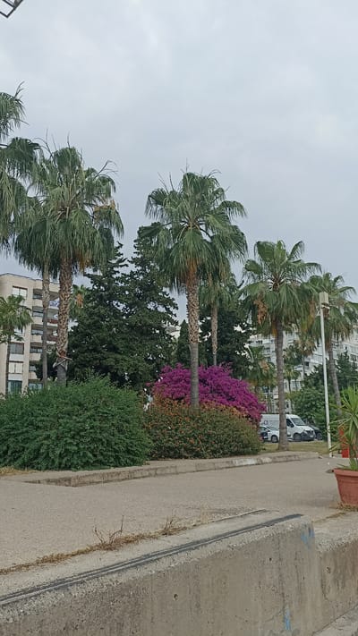 The image depicts a street scene in Mersin, Turkey, featuring a row of palm trees lining a sidewalk and road. The sky is overcast, contributing to a muted lighting condition. In the background, several multi-story buildings are visible, suggesting an urban or semi-urban environment.

Closer to the foreground, a vibrant cluster of purple and pink flowering bushes creates a striking contrast against the greenery of the palm trees and other shrubbery. A concrete barrier runs along the lower edge of the image, separating the sidewalk from what appears to be a road or pedestrian walkway.

On the road, a white van and a dark car are parked. The presence of these vehicles and the surrounding buildings indicates a developed area. The overall impression is a blend of natural elements, specifically the lush vegetation, and man-made structures, characteristic of a coastal city. The scene appears to be a public space, likely a promenade or street adjacent to a park or residential area.