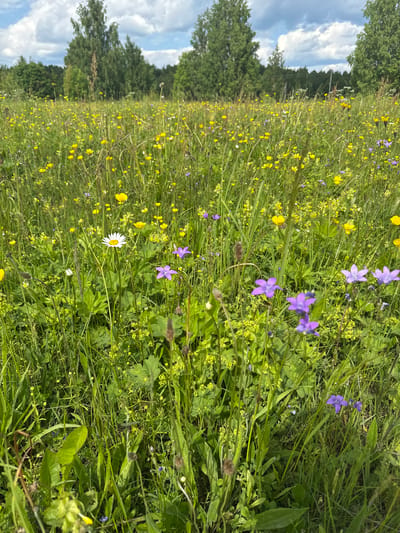 This is a photograph of a meadow filled with wildflowers and tall green grass. In the foreground, there are several species of flowers, including white daisies, yellow buttercups, and purple bellflowers. The background is filled with more yellow wildflowers, creating a vibrant tapestry of color. Beyond the meadow, a line of trees can be seen against a sky with fluffy white clouds. The overall impression is one of a natural, untamed landscape, likely in a rural setting. The location is identified as Liptiug, Russia.