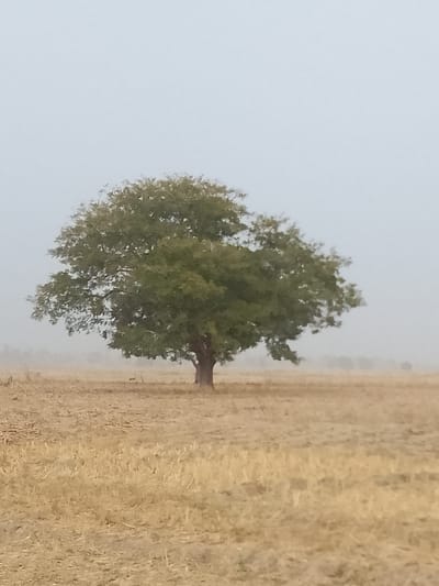 The image displays a solitary tree with a full, green canopy and a visible brown trunk, centrally positioned in an expansive, flat field. The ground is covered by dry, golden-brown stubble and desiccated vegetation, indicative of a harvested or arid environment. The sky is uniformly light grey, suggesting an overcast or hazy atmospheric condition that reduces visibility. In the far distance, indistinct outlines of additional trees or vegetation are faintly discernible, further obscured by the pervasive haze. No individuals, animals, or artificial structures are present within the scene. The location depicted is in the vicinity of Minting Chip, Nigeria.