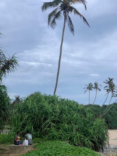 In Koggala, Sri Lanka, a family of three, two adults and a child, are seated on a concrete structure amidst lush green foliage and the sandy shore. A tall palm tree dominates the background, with several smaller palm trees scattered across the horizon under a cloudy sky. The scene captures a moment of respite by the coast.