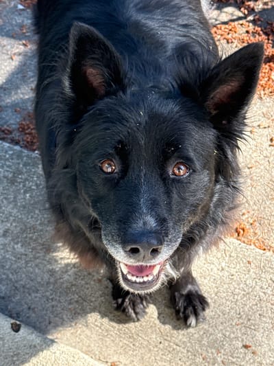 A close-up, high-angle shot features a black dog with intelligent, amber eyes looking directly at the camera. The dog's mouth is slightly open, revealing its teeth and a hint of its pink tongue. Its fur is dark and slightly disheveled, with some lighter strands around its muzzle, suggesting it may be an older dog. The dog is positioned on a textured concrete surface, possibly a sidewalk or patio, with fallen leaves or debris scattered around. The lighting indicates it's a bright, sunny day, casting shadows on the ground. The background is blurred, but appears to be an outdoor urban setting.