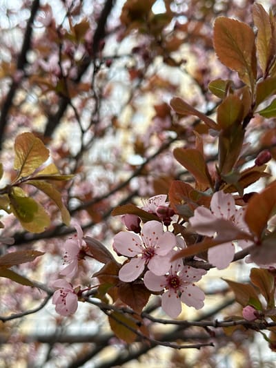 The image shows a close-up of a flowering tree branch with light pink blossoms and brown leaves. The background is blurred, suggesting other branches and blossoms, possibly another tree or foliage. The location of Novoaleksandrovka, Russia, is not evident from the image itself, and no people, subjects, objects, actions, or interactions, besides the natural features of the plant, are visible.