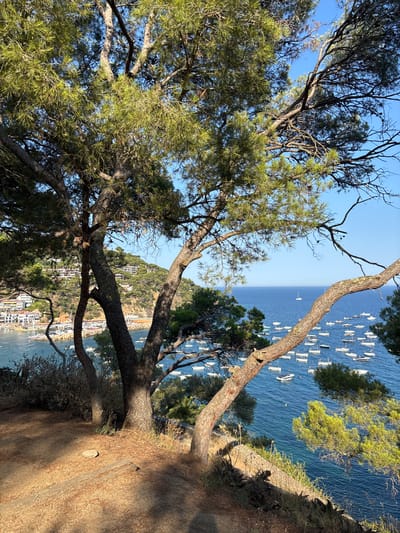 This is a horizontal, eye-level, outdoor, daytime photograph taken from a hillside overlooking a coastal town and a bay filled with boats. In the foreground, a large pine tree with rough, textured bark and long needles dominates the left and center of the frame, its branches extending across the top of the image and partially obscuring the view of the bay. The ground in the foreground is covered in dry pine needles and a few scattered leaves, with a small, flat, grey stone and a weathered wooden plank visible.
Beyond the pine tree, the scene opens up to reveal the town of Llafranc, Spain. Buildings with white and light-colored facades, many with red-tiled roofs, are clustered on the hillside, interspersed with green vegetation. A harbor with a breakwater is visible on the left, filled with numerous small white boats. The bay itself is a vibrant blue, dotted with a large number of white boats of various sizes, some anchored and others in motion. A single white sailboat is visible in the distance on the open sea. The sky is a clear, bright blue. The overall impression is one of a sunny, Mediterranean coastal landscape.