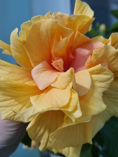 A close-up image features a lush, multi-layered yellow and pink hibiscus flower. The petals are ruffled and display a gradient of color, transitioning from a light yellow on the outer edges to a soft pink in the center. The background is blurry, with hints of blue and green, suggesting an outdoor setting. The image focuses entirely on the intricate details of the flower's petals and color variations. No people or specific location details related to Kemul, Russia are discernible in the picture.