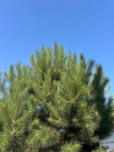 The media file is a close-up, vertical shot of pine tree branches against a clear blue sky. The pine needles are green and appear healthy, with the branches forming a dense canopy. The sunlight illuminates the needles, creating bright highlights and casting shadows within the foliage. The sky is a uniform, vibrant blue, suggesting a clear day with good weather. There is a hint of a white structure visible in the upper right corner, possibly a building, but it is out of focus and not a primary subject. The image composition focuses on the texture and color of the pine tree, with the sky providing a simple, uncluttered background. No people or specific objects are depicted other than the natural elements of the tree and sky. The time of day appears to be daytime, given the bright sunlight. The location context of Fontanka, Ukraine, suggests a natural or semi-urban outdoor setting.